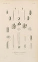 Treatise on General Botany Pl018 - François Hérincq — artwork view