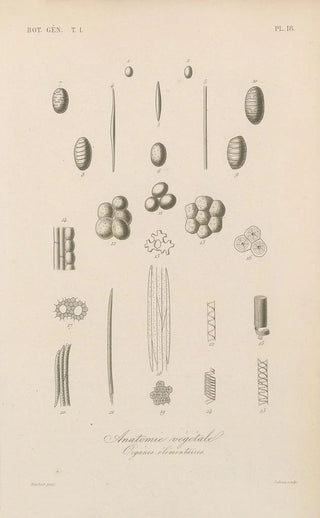 Franois Hrincq - Traite de botanique generale Pl018.webp