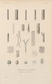 Treatise on General Botany Pl019 - François Hérincq — artwork view