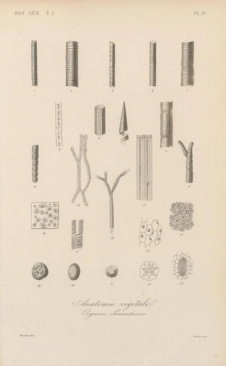 Franois Hrincq - Traite de botanique generale Pl019.webp
