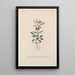 Treatise on General Botany Pl020 - François Hérincq — framed artwork on a wall