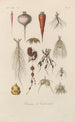 Treatise on General Botany Pl021 - François Hérincq — artwork view