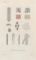 Treatise on General Botany Pl022 - François Hérincq — artwork view