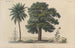 Treatise on General Botany Pl023 - François Hérincq — artwork view