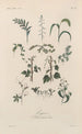Treatise on General Botany Pl025 - François Hérincq — artwork view