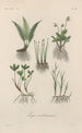 Traité de botanique générale Pl026 - François Hérincq — artwork view