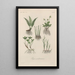 Traité de botanique générale Pl026 - François Hérincq — framed artwork on a wall