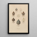 Traité de botanique générale Pl027 - François Hérincq — framed artwork on a wall