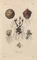 Treatise on General Botany Pl028 - François Hérincq — artwork view