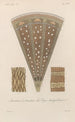 Treatise on General Botany Pl030 - François Hérincq — artwork view