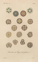 Treatise on General Botany Pl031 - François Hérincq — artwork view
