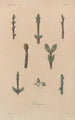 Traité de botanique générale Pl032 - François Hérincq — artwork view