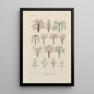 Franois Hrincq - Traite de botanique generale Pl033.webp