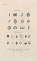 Traité de botanique générale Pl034 - François Hérincq — artwork view