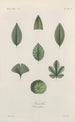 Treatise on General Botany Pl035 - François Hérincq — artwork view