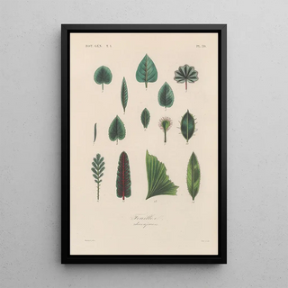 Franois Hrincq - Traite de botanique generale Pl040.webp