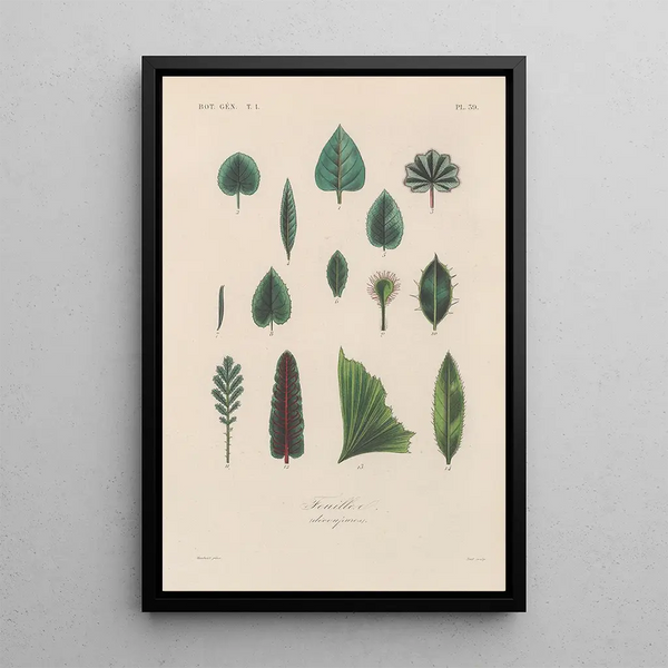 Franois Hrincq - Traite de botanique generale Pl040.webp