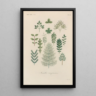 Franois Hrincq - Traite de botanique generale Pl041.webp