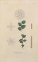 Treatise on General Botany Pl044 - François Hérincq — artwork view