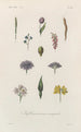 Treatise on General Botany Pl049 - François Hérincq — artwork view