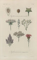 Treatise on General Botany Pl050 - François Hérincq — artwork view