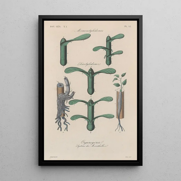 Franois Hrincq - Traite de botanique generale Pl053.webp