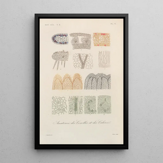 Franois Hrincq - Traite de botanique generale Pl057.webp