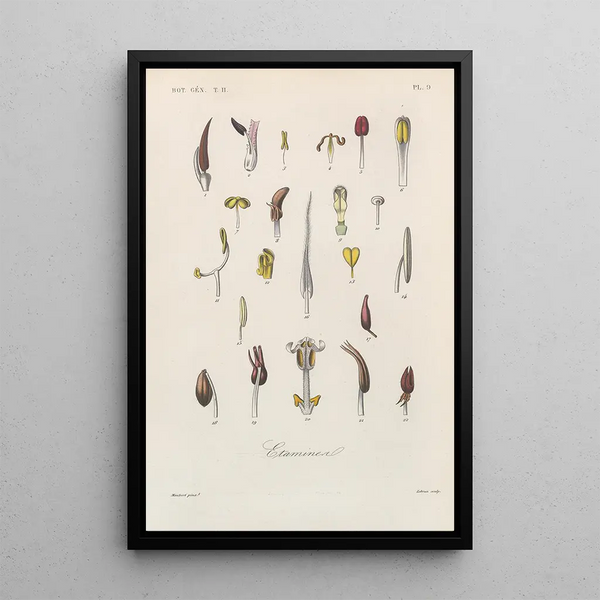 Franois Hrincq - Traite de botanique generale Pl060.webp