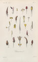 Treatise on General Botany Pl060 - François Hérincq — artwork view