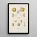 Treatise on General Botany Pl061 - François Hérincq — framed artwork on a wall