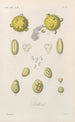 Treatise on General Botany Pl061 - François Hérincq — artwork view