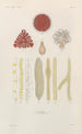 Traité de botanique générale Pl062 - François Hérincq — artwork view