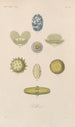 Treatise on General Botany Pl063 - François Hérincq — artwork view