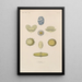 Treatise on General Botany Pl063 - François Hérincq — framed artwork on a wall