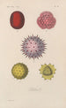 Traité de botanique générale Pl065 - François Hérincq — artwork view