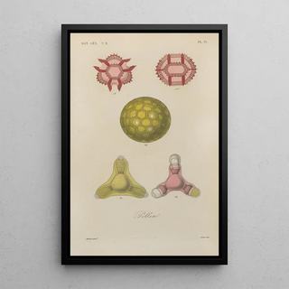 Franois Hrincq - Traite de botanique generale Pl066.webp