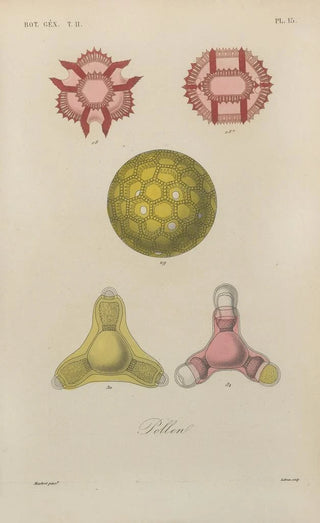 Franois Hrincq - Traite de botanique generale Pl066.webp