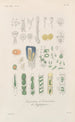 Traité de botanique générale Pl079 - François Hérincq — artwork view