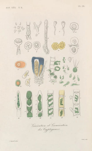 Franois Hrincq - Traite de botanique generale Pl079.webp