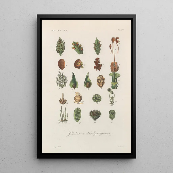Franois Hrincq - Traite de botanique generale Pl081.webp