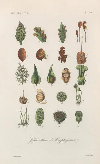 Franois Hrincq - Traite de botanique generale Pl081.webp