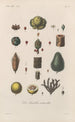 Treatise on General Botany Pl088 - François Hérincq — artwork view