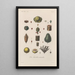 Treatise on General Botany Pl088 - François Hérincq — framed artwork on a wall