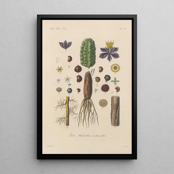 Franois Hrincq - Traite de botanique generale Pl089.webp