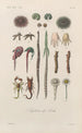 Treatise on General Botany Pl092 - François Hérincq — artwork view