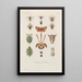 Treatise on General Botany Pl093 - François Hérincq — framed artwork on a wall