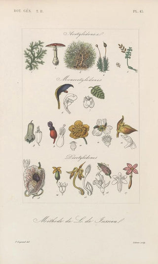 Franois Hrincq - Traite de botanique generale Pl094.webp