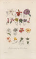 Treatise on General Botany Pl095 - François Hérincq — artwork view