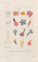 Treatise on General Botany Pl096 - François Hérincq — artwork view