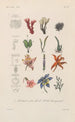 Treatise on General Botany Pl098 - François Hérincq — artwork view